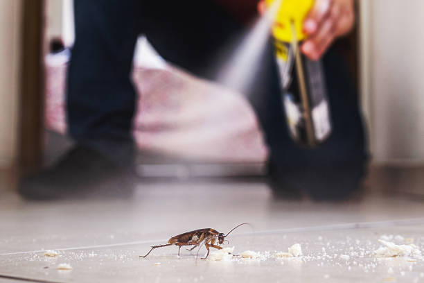 Wasp Removal Services in Hampton, AR