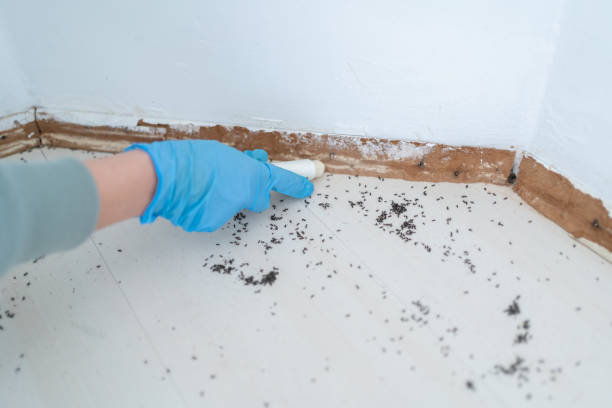 Best Pest Prevention Services  in Hampton, AR